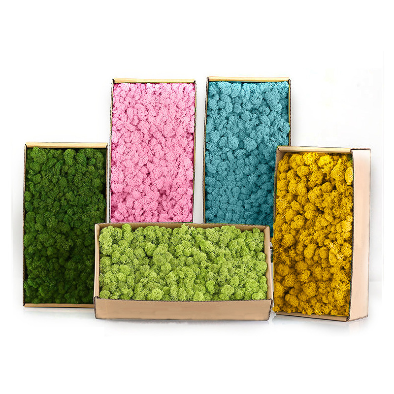 Sphagnum Moss Dry - Tanaman hijau buatan lanskap Mini, rumput