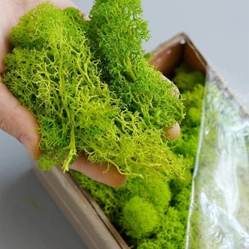 Sphagnum Moss Dry - Tanaman hijau buatan, rumput lumut kehidupan
