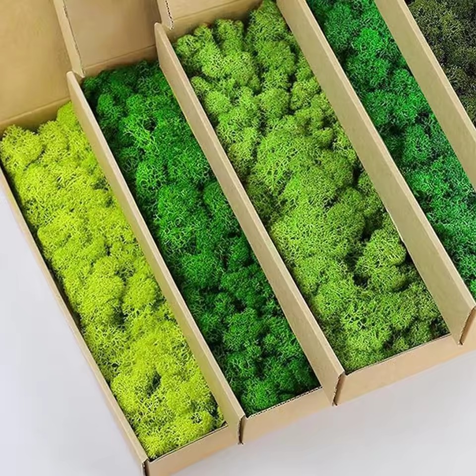20-200G Tanaman Hijau Buatan P - Sphagnum Moss Dry ulasan dan harga